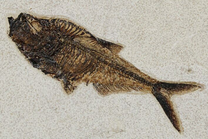 Detailed Fossil Fish (Diplomystus) - Wyoming #349234